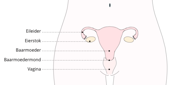 anatomie 2